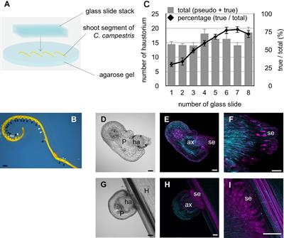 Interspecific Signaling Between the Parasitic Plant and the Host Plants Regulate Xylem Vessel Cell Differentiation in Haustoria of Cuscuta campestris